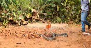 Baringo Residents Awestruck as snake visits to mourn a dead friend