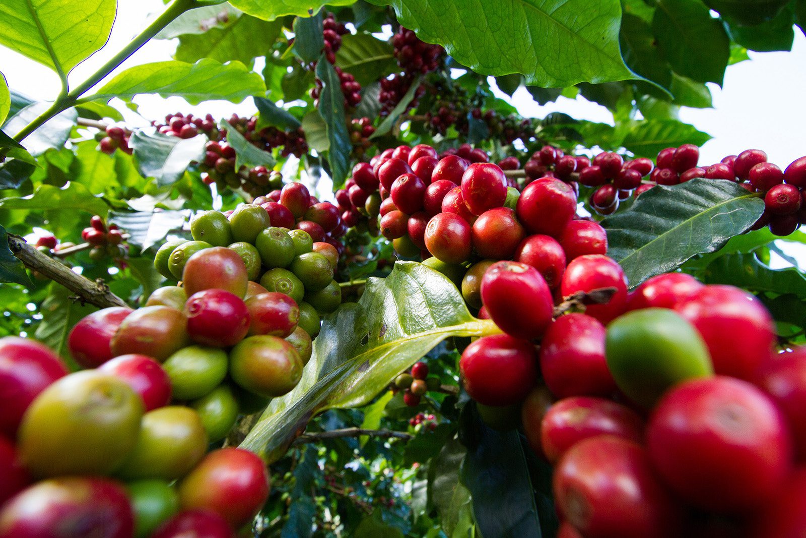 Coffee Farming in Kenya