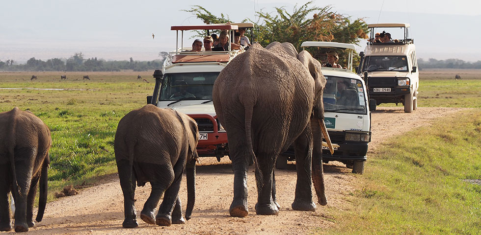Amboseli game drive