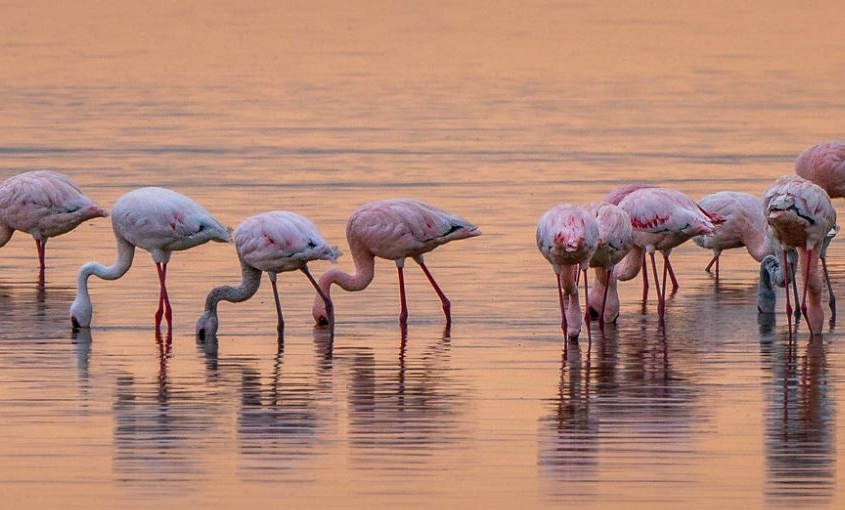 Birds-of-Amboseli-park