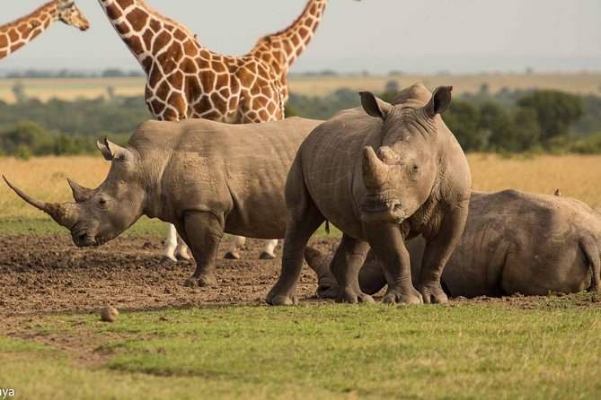 Ol Pejeta Conservancy Conservation