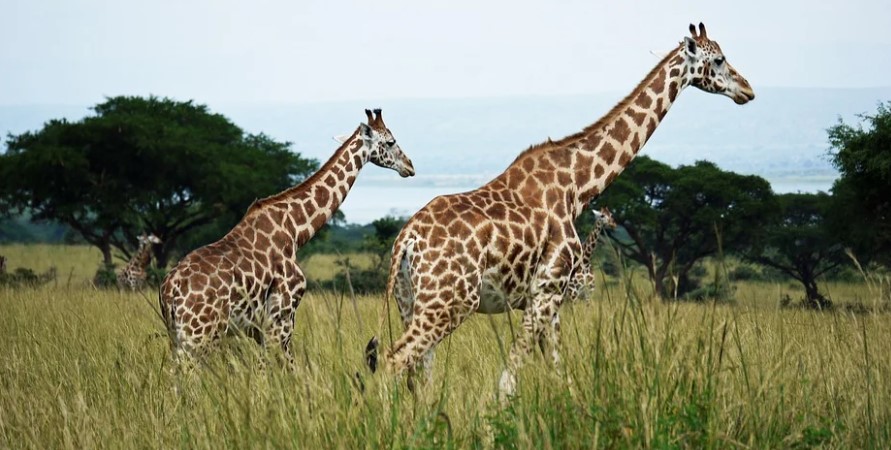Rothschild's giraffe in Lake Nakuru National Park