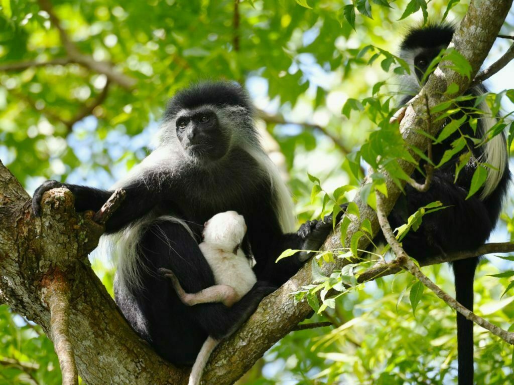 Discover the Colobus Conservation Diani