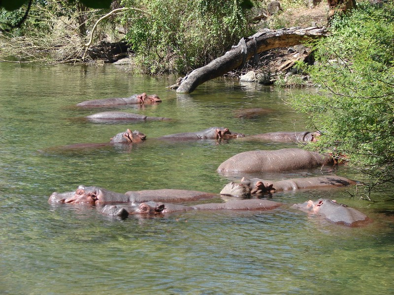 Mzima Springs in Tsavo National Park | Tsavo National Park Attractions
