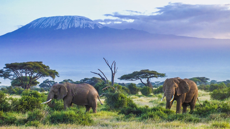 Two Elephants and Kilimanjaro Mountain