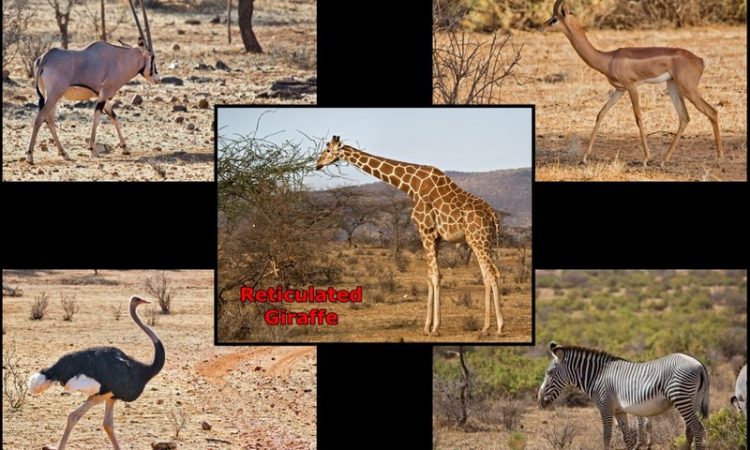 samburu special five