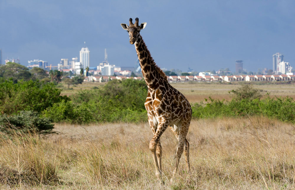 Wild-life viewing at Nairobi National Park