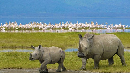 Rhino Sanctuary - Review of Lake Nakuru, Lake Nakuru National Park, Kenya