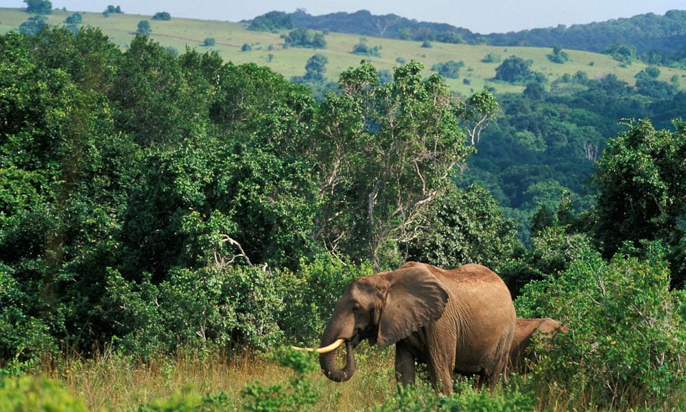 Day Trip in Shimba Hills | Shimba Hills Day Tour, Diani