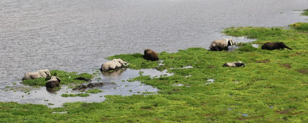 swamp-amboseli-kenya