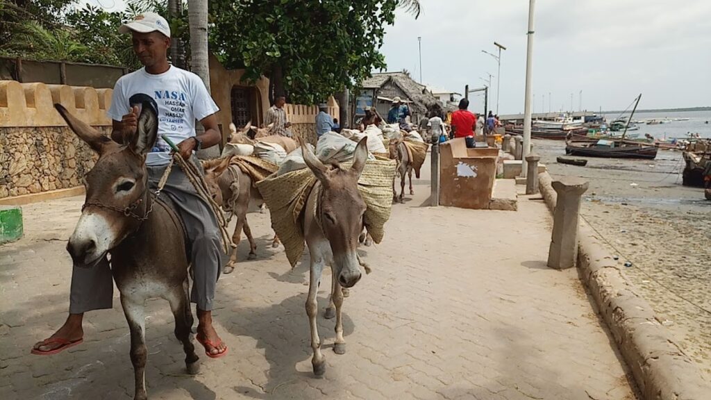 Meet proud Lamu donkey owners earning as high as Sh10,000 per day
