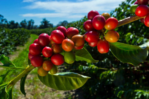 SL28: The King of Kenyan Top Coffee Varieties